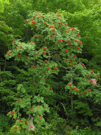 American Mountain-Ash (Sorbus americana)