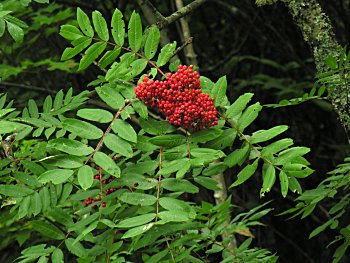 American Mountain-Ash (Sorbus americana)
