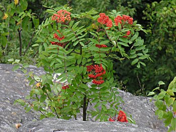 American Mountain-Ash (Sorbus americana)