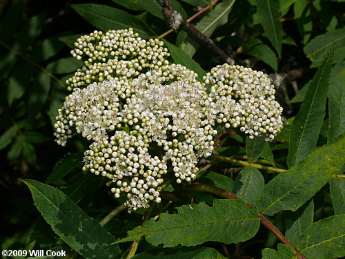 American Mountain-Ash (Sorbus americana)