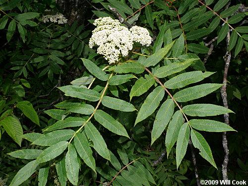 American Mountain-Ash (Sorbus americana)