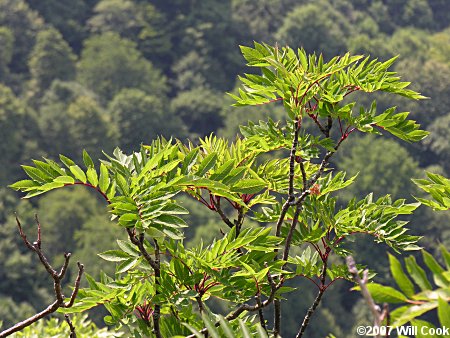 American Mountain-Ash (Sorbus americana)