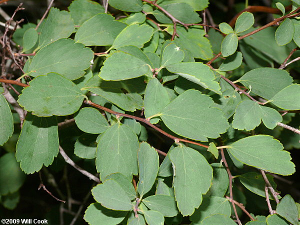 Asian Meadowsweet, Three-lobed Spiraea (Spiraea trilobata)