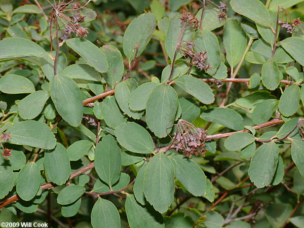 Asian Meadowsweet, Three-lobed Spiraea (Spiraea trilobata)