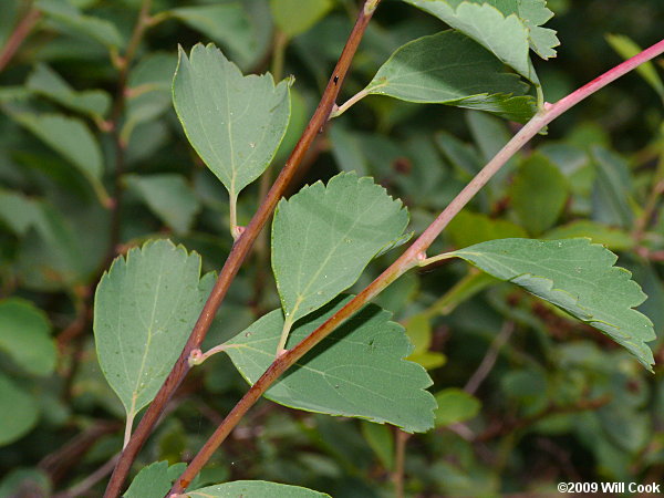 Asian Meadowsweet, Three-lobed Spiraea (Spiraea trilobata)