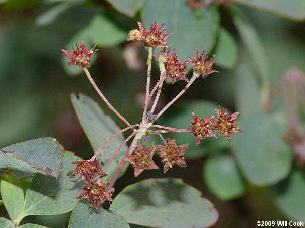 Asian Meadowsweet, Three-lobed Spiraea (Spiraea trilobata)