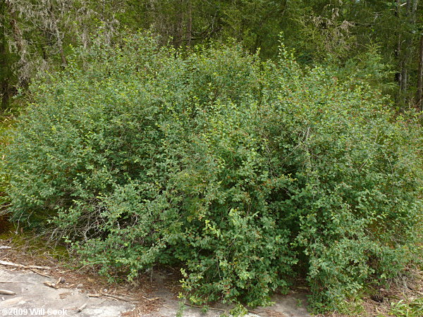 Asian Meadowsweet, Three-lobed Spiraea (Spiraea trilobata)