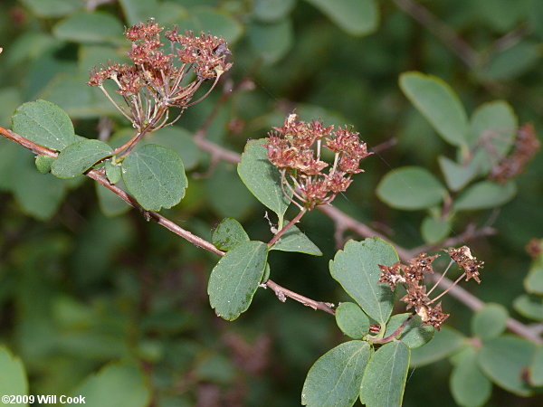 Asian Meadowsweet, Three-lobed Spiraea (Spiraea trilobata)