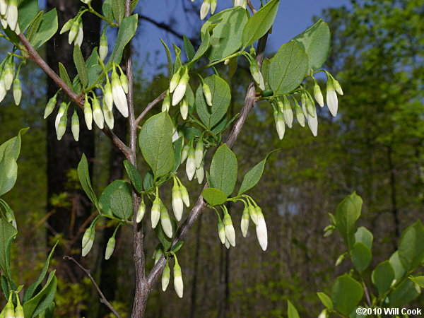 American Snowbell (Styrax americanus)