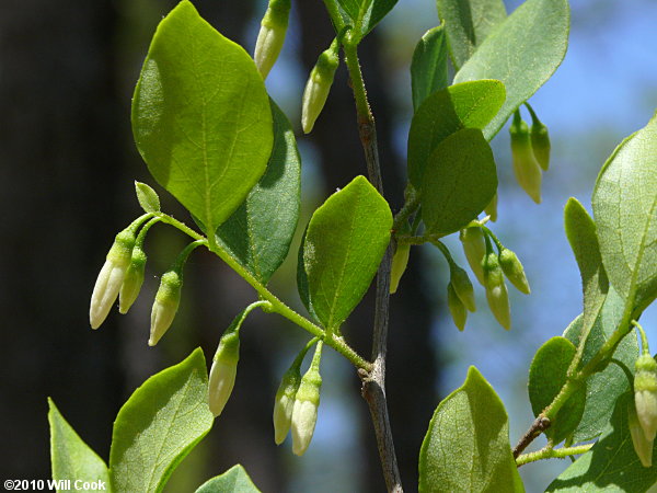 American Snowbell (Styrax americanus)