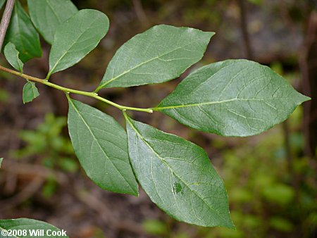 American Snowbell (Styrax americanus)