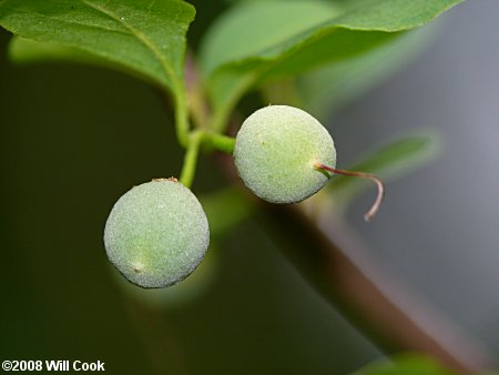 American Snowbell (Styrax americanus)