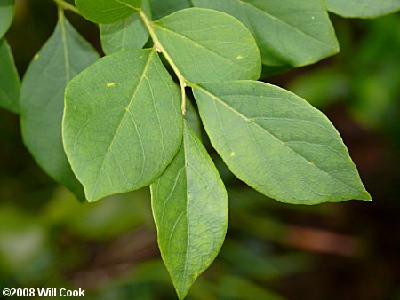 American Snowbell (Styrax americanus)