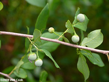 American Snowbell (Styrax americanus)