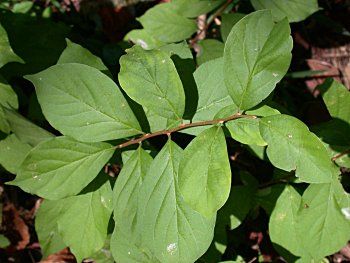 American Snowbell (Styrax americanus)