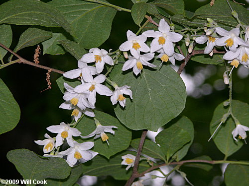 Bigleaf Snowbell (Styrax grandifolius) flowers