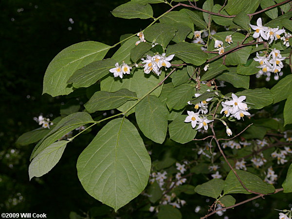 Bigleaf Snowbell (Styrax grandifolius) flowers