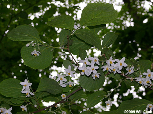 Bigleaf Snowbell (Styrax grandifolius) flowers