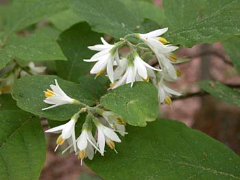 Bigleaf Snowbell (Styrax grandifolius)