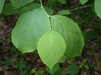 Bigleaf Snowbell (Styrax grandifolius)