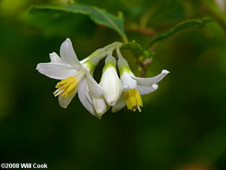 Bigleaf Snowbell (Styrax grandifolius) flowers