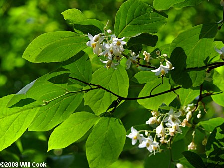 Bigleaf Snowbell (Styrax grandifolius)