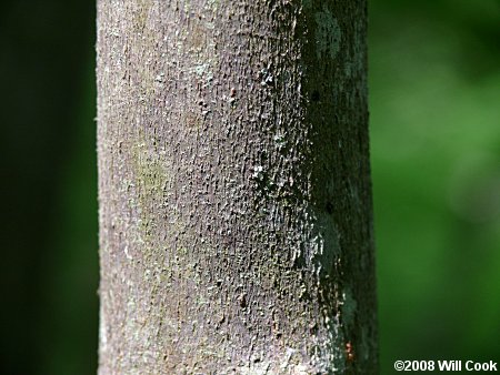 Bigleaf Snowbell (Styrax grandifolius) bark