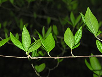 Loblolly Bay (Stewartia malacodendron)