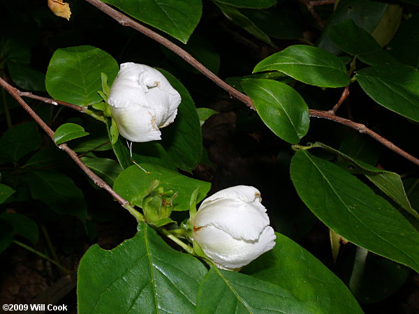 Mountain-Camellia (Stewartia ovata)