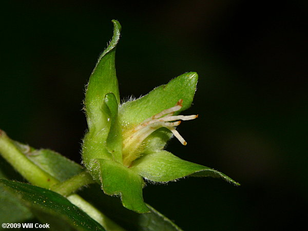 Mountain-Camellia (Stewartia ovata)