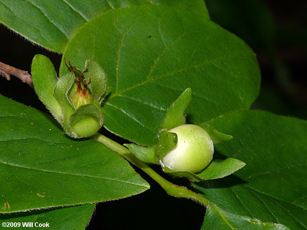 Mountain-Camellia (Stewartia ovata)