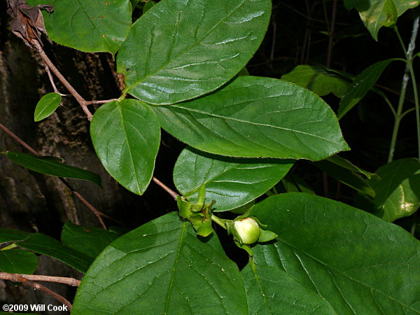 Mountain-Camellia (Stewartia ovata)