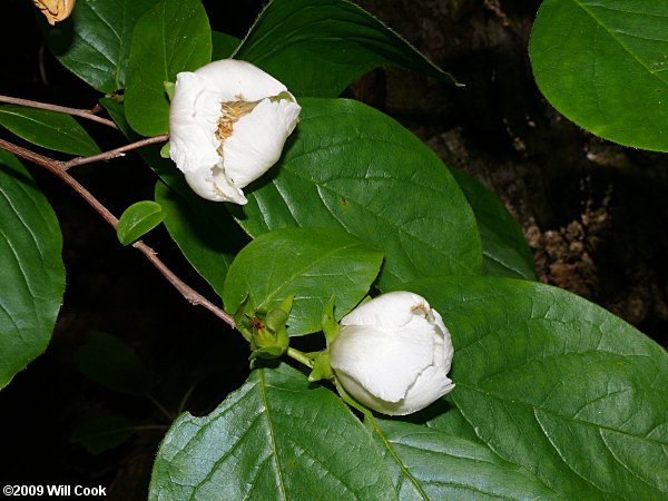 Mountain-Camellia (Stewartia ovata)