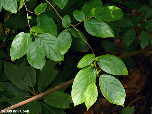 Mountain-Camellia (Stewartia ovata)