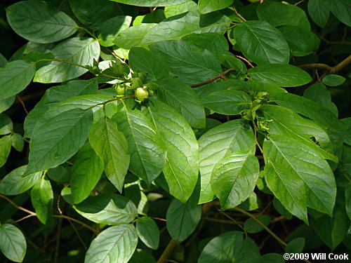 Mountain-Camellia (Stewartia ovata)