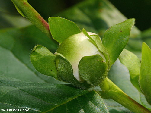 Mountain-Camellia (Stewartia ovata)