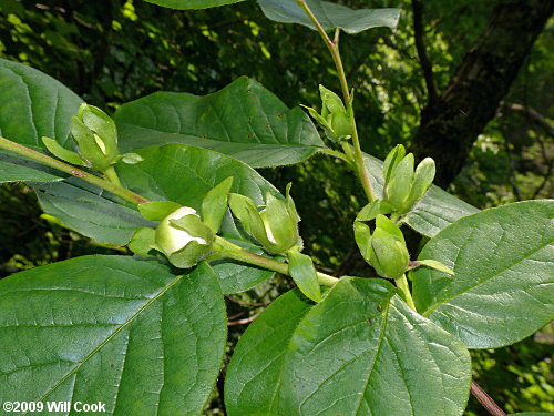 Mountain-Camellia (Stewartia ovata)