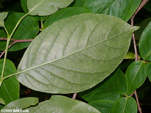 Mountain-Camellia (Stewartia ovata)