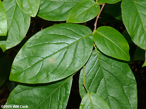 Mountain-Camellia (Stewartia ovata)