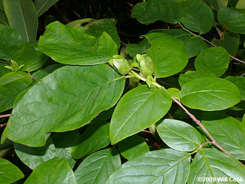 Mountain-Camellia (Stewartia ovata)