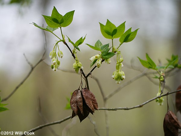 American Bladdernut (Staphylea trifolia)