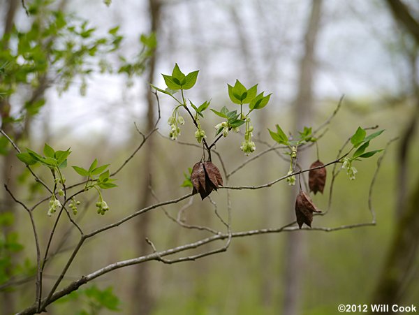 American Bladdernut (Staphylea trifolia)