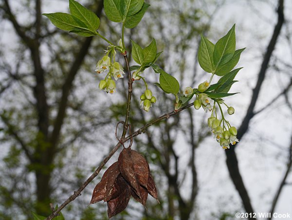 American Bladdernut (Staphylea trifolia)