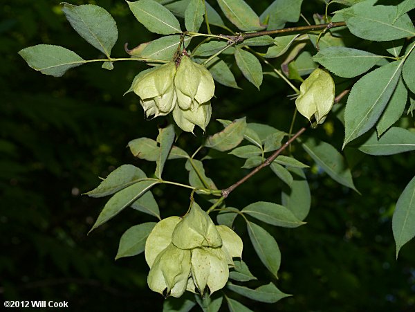 American Bladdernut (Staphylea trifolia)