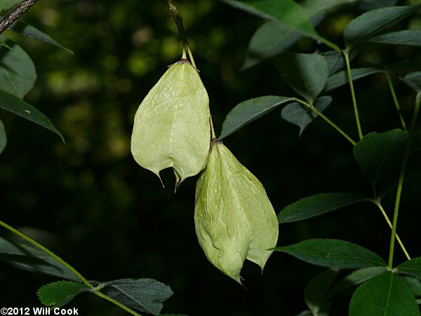 American Bladdernut (Staphylea trifolia)