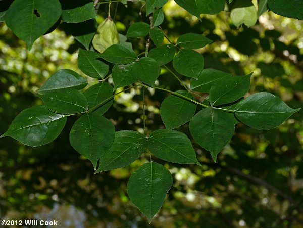 American Bladdernut (Staphylea trifolia)