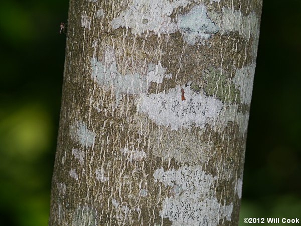 American Bladdernut (Staphylea trifolia)