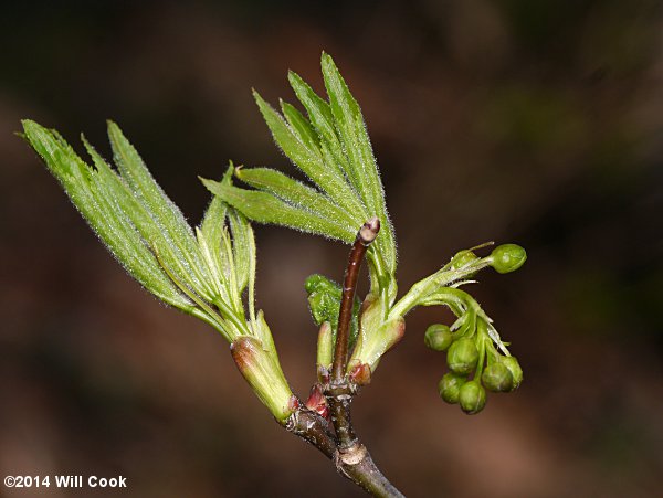 American Bladdernut (Staphylea trifolia)