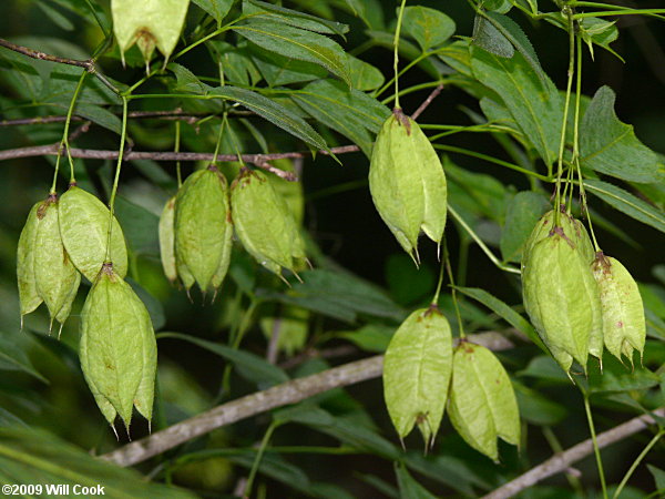 American Bladdernut (Staphylea trifolia)