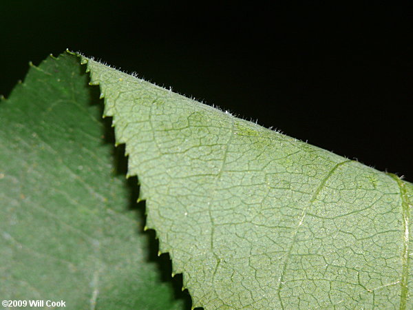 American Bladdernut (Staphylea trifolia)